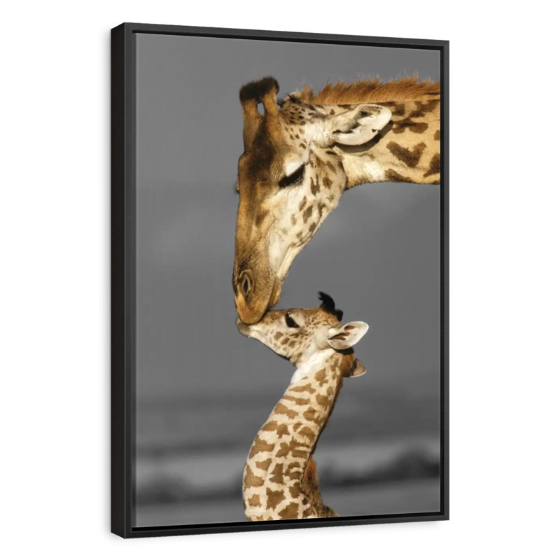 Famille de girafes Masai Mara, Cadre flottant noir, 27 po x 40 po