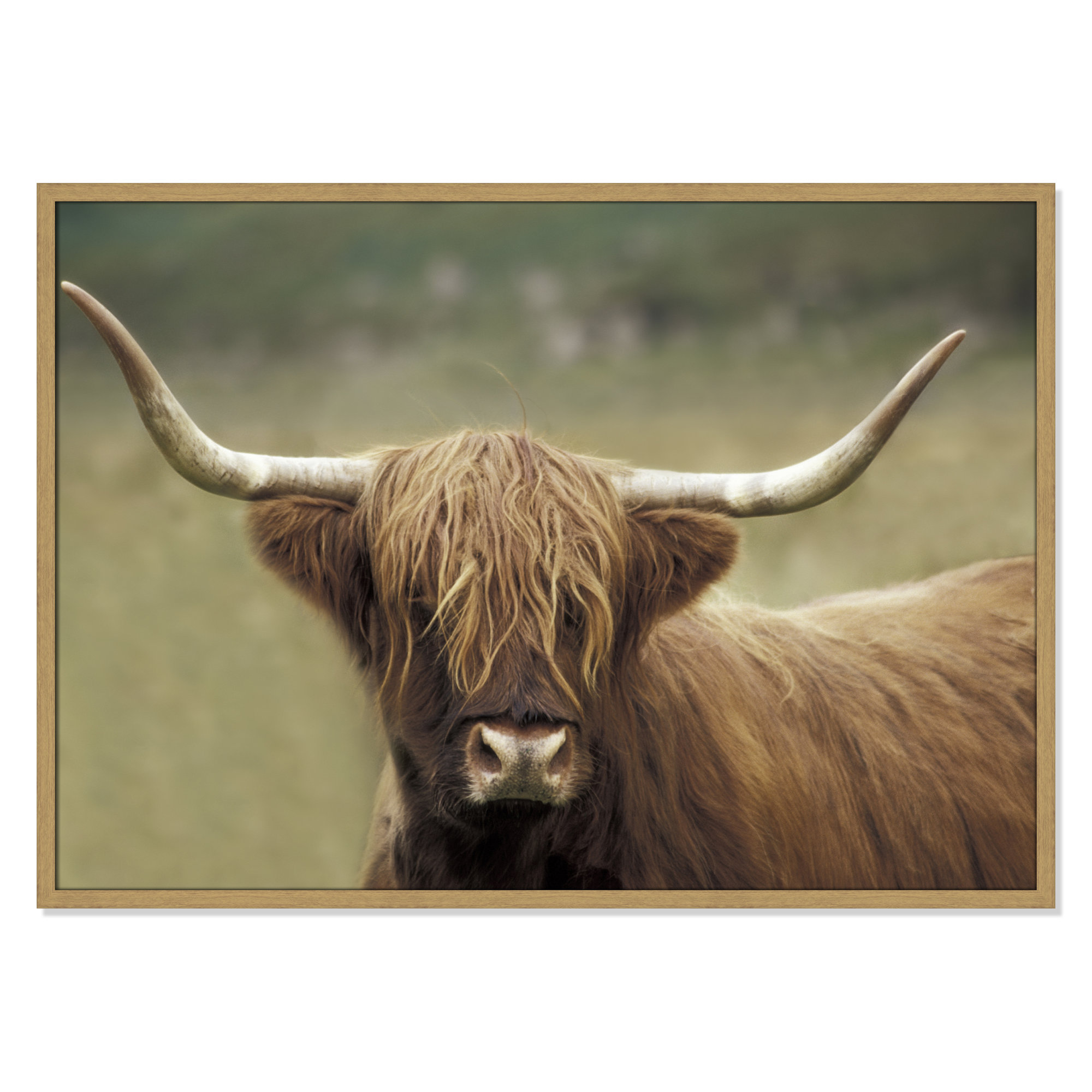 Highland Afternoon by Danita Delimont - Picture Frame Photograph, 29.5" H x 41.5" W x 0.75" D, Natural Wood Grain Framed