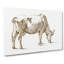 Study Of A Cow by Jean Bernard - Wrapped Canvas Print-55318035