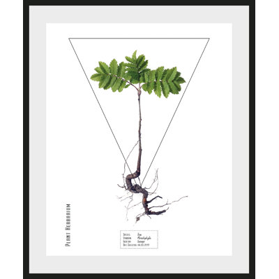 Plant - Single Picture Frame Print