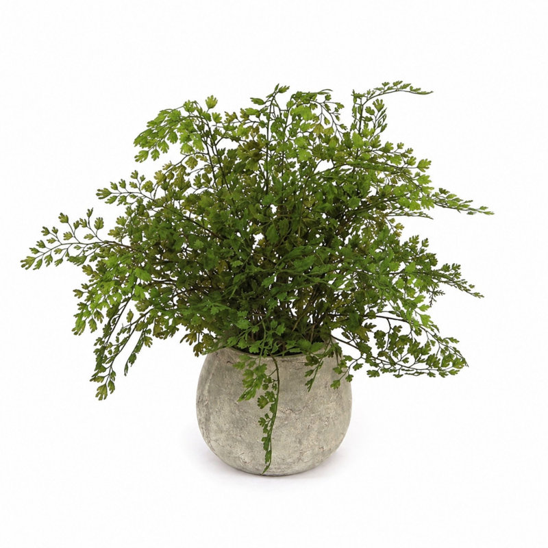 Ensemble de 3 plantes fougères en pot