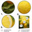 Citron agrume sérénité IV - fruits, art mural en métal-593241110