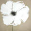 Abstrait abstrait couleur pétales de fleurs sur toile - décor de fleurs blanches
