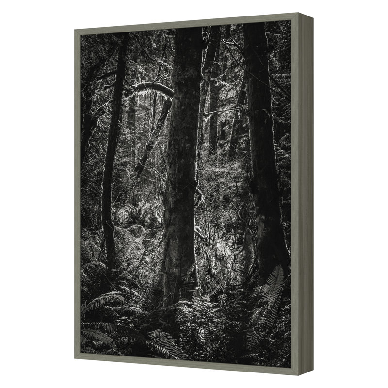 «Lowland Winter Forest No 11, Tiger Mountain» par Bisig, Steve, H 30 po x l 20 po