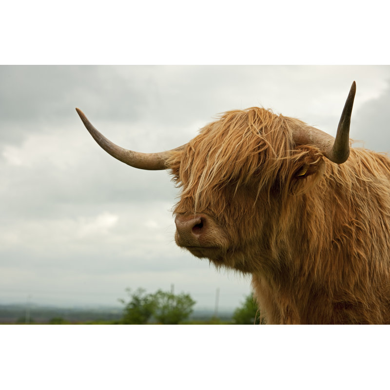 Highland Bétail par Georghanf, H 12 po x l 18 po
