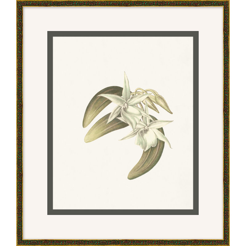 Wild Orchid 6