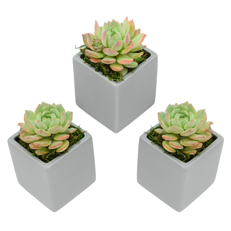 Ensemble de pots à fleurs muraux en céramique 3 pièces Ealy, Gris clair