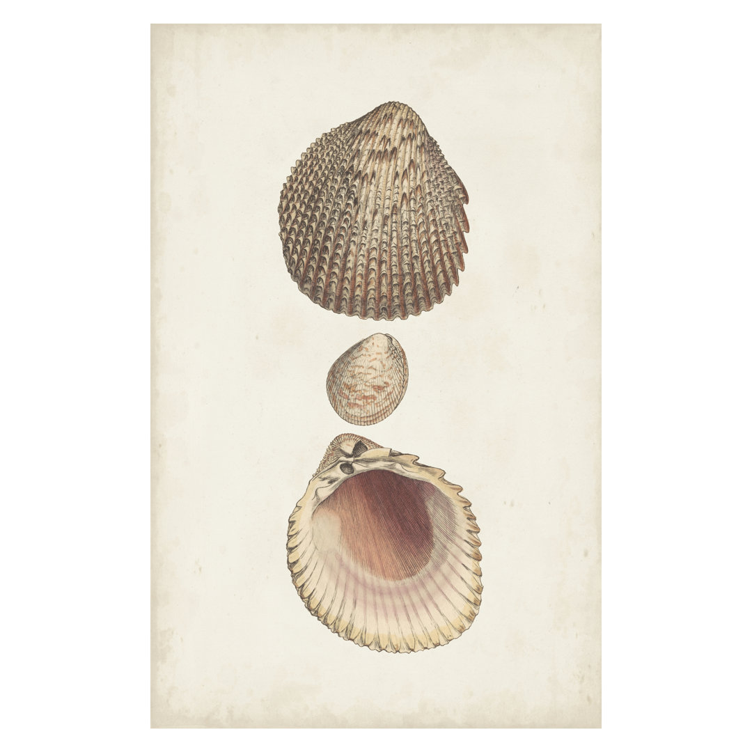 Leinwandbild Antiquarian Shell Study VI von Vision Studio