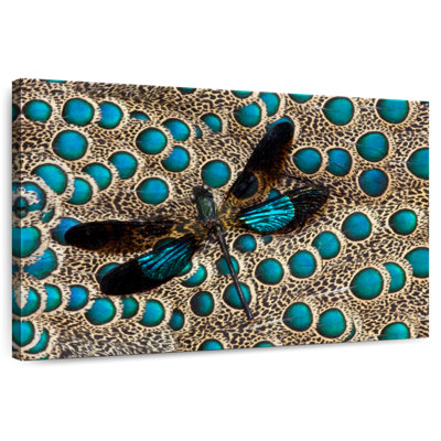 Brampt Dragonfly On Peacock Feather