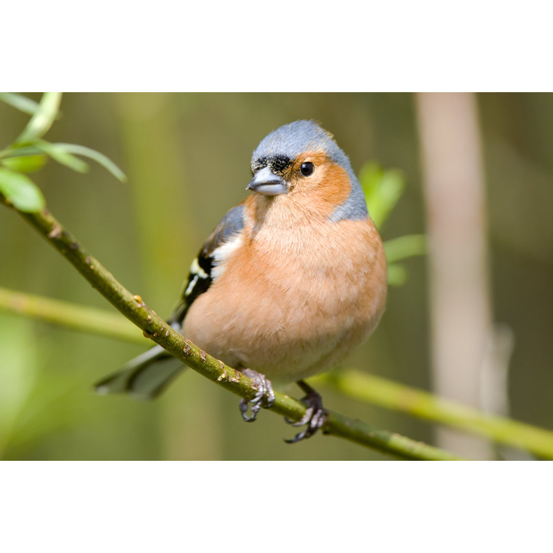 Buchfink (Fringilla Coelebs) von Andrew_Howe - Drucken