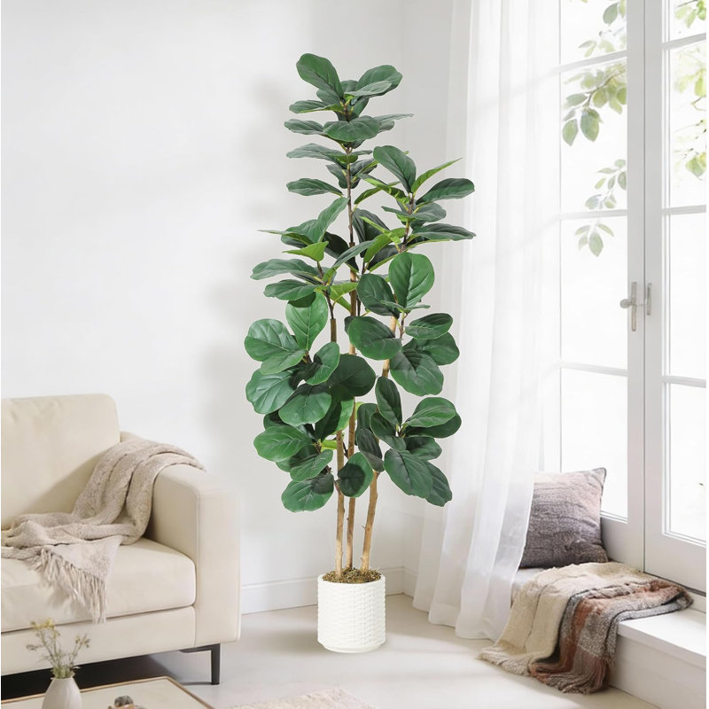 8.66cm Plant