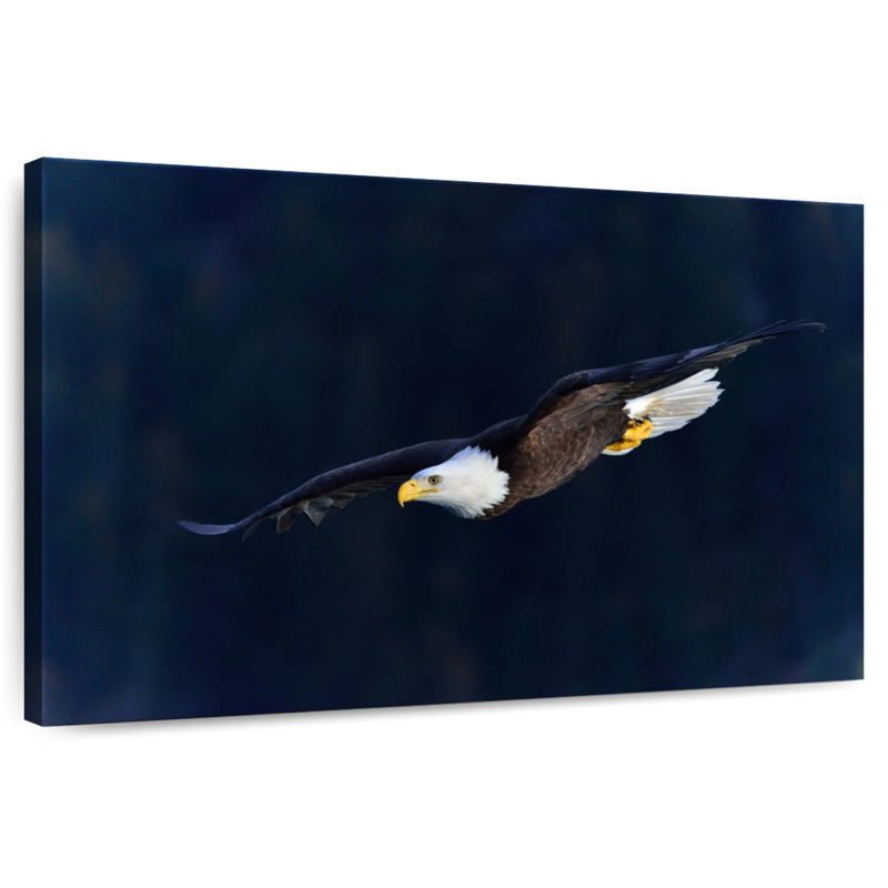 Brampt Aerodynamic Eagle, 34" H x 51" W