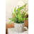 Eucalyptus In Pot(set Of 2)