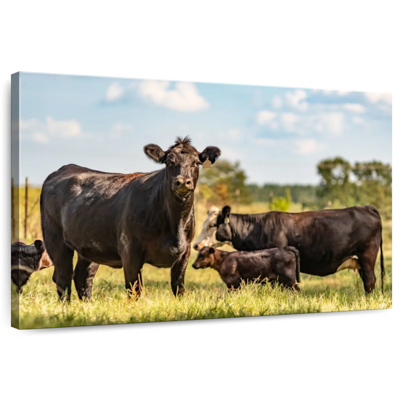 Brampt Grazing Angus Cows, 34" H x 51" W