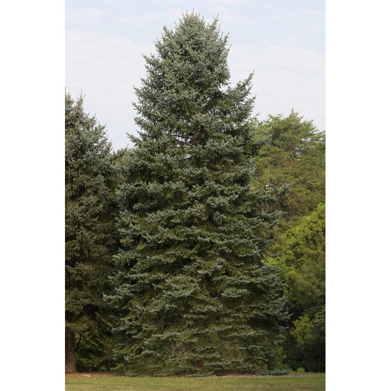 Picea Pungens by NNehring - No Frame Art Prints on Canvas, 76cm H x 51cm W