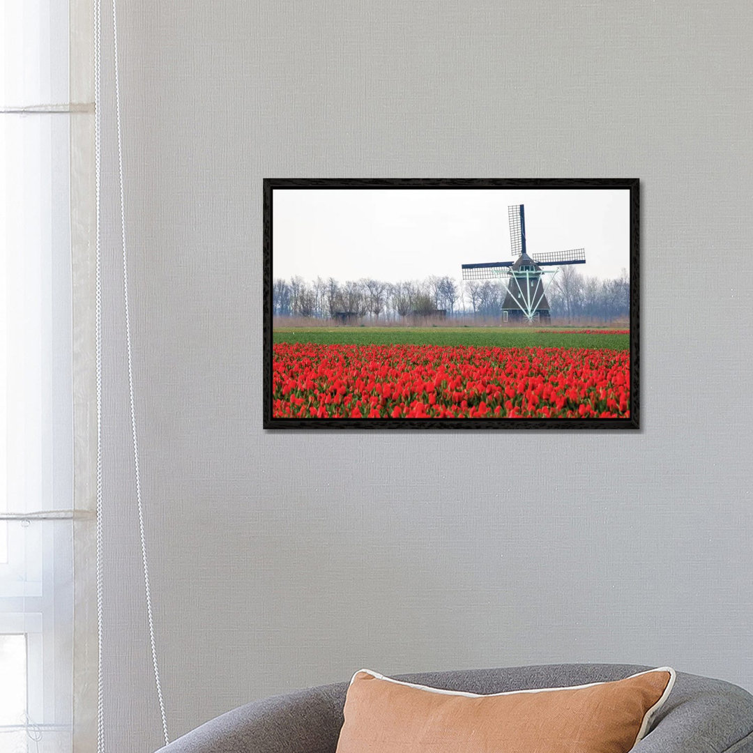 Niederlande, Alte hölzerne Windmühle in einem Feld mit roten Tulpen von Hollice Looney - Galerie-umwickelte Leinwand Gic...