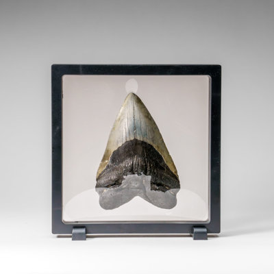 Genuine Megalodon Shark Tooth In Display Box (309 Grams)