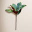 Magnolia Leaves