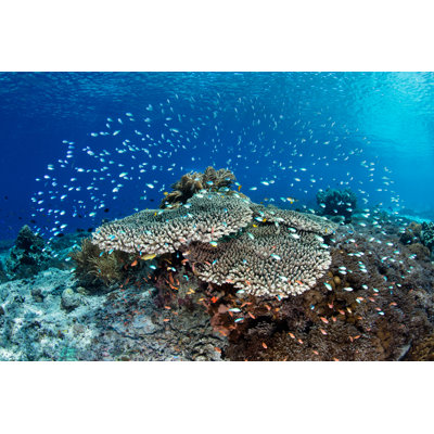 Colangelo Vibrant Fish And Reef - Wrapped Canvas Print