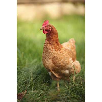 Brown Hen On A Lawn Grass by Konstantinpetkov - Wrapped Canvas Print