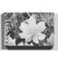 Ansel Adams - Wrapped Canvas Print-19092776