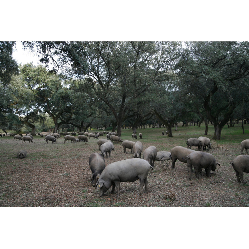 Iberian Pigs by Carlosdelacalle - Wrapped Canvas Print, 30cm H x 46cm W
