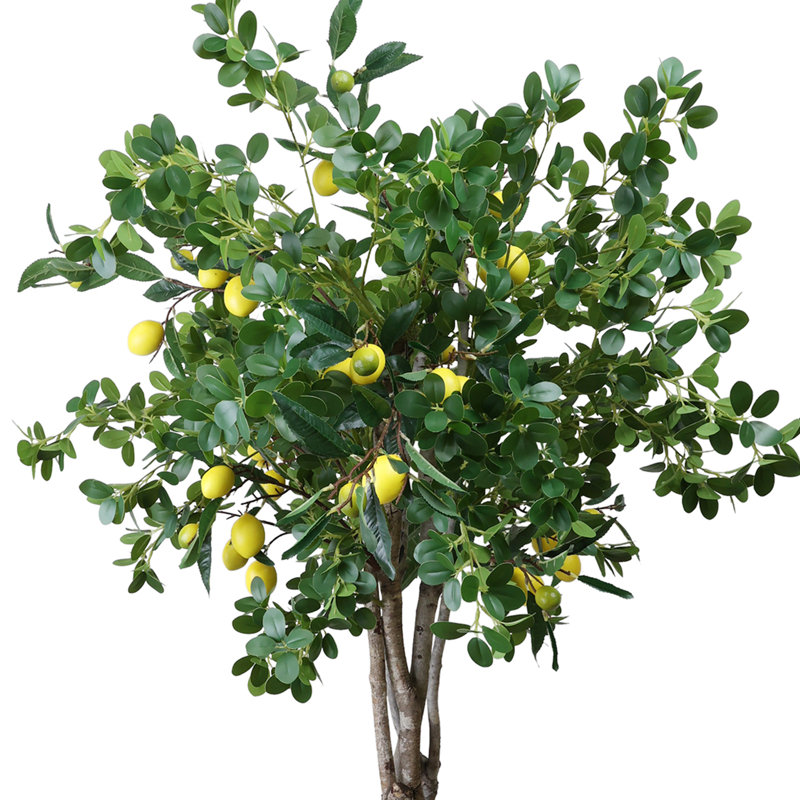Citronnier dans un pot en fibre de pierre
