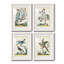 «Pastel Birds I», ensemble de 4 reproductions de cadres photo-1266957730-1266957738