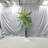 Multiple Palm Trees Used For Home Decoration-994483432