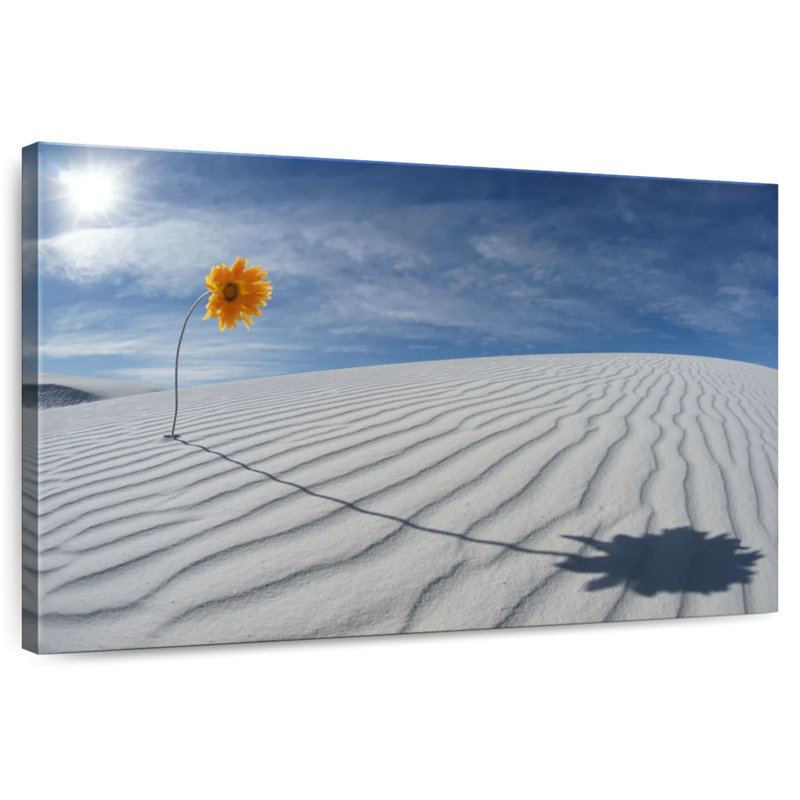 Alvord White Desert Sunflower, 24" H x 36" W