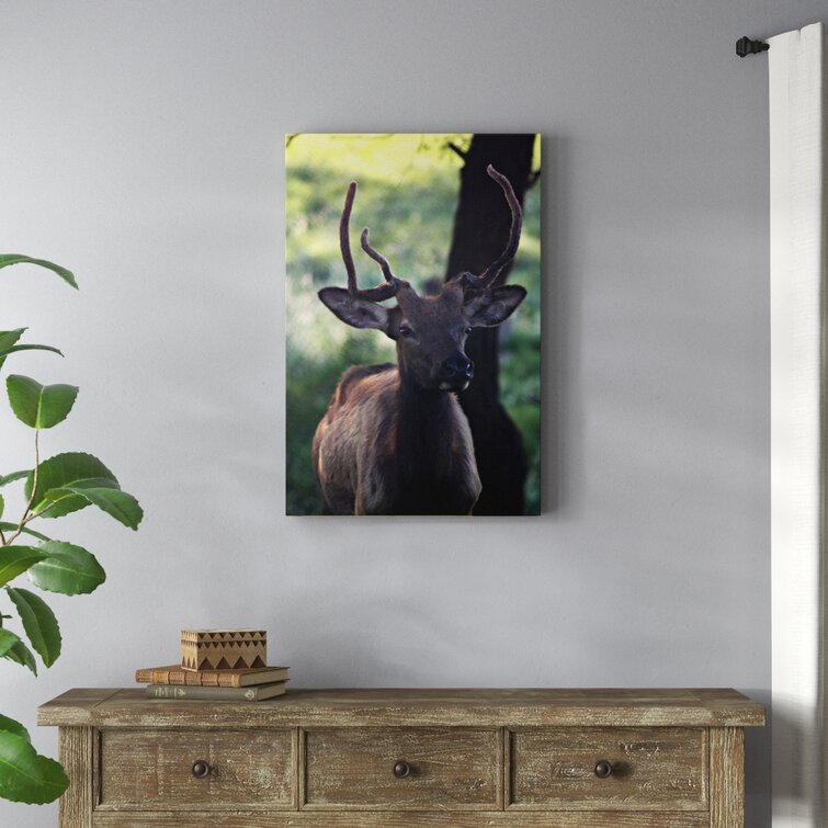 Millwood Pines 'elk I' Photographic Print On Wrapped Canvas - Wayfair 