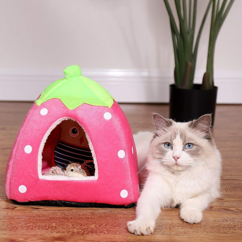 Spring Fever Hamster, cochon d'Inde, lapin, chat, Chinchilla, Hedgeh ...