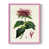 Rose n'est pas disponible