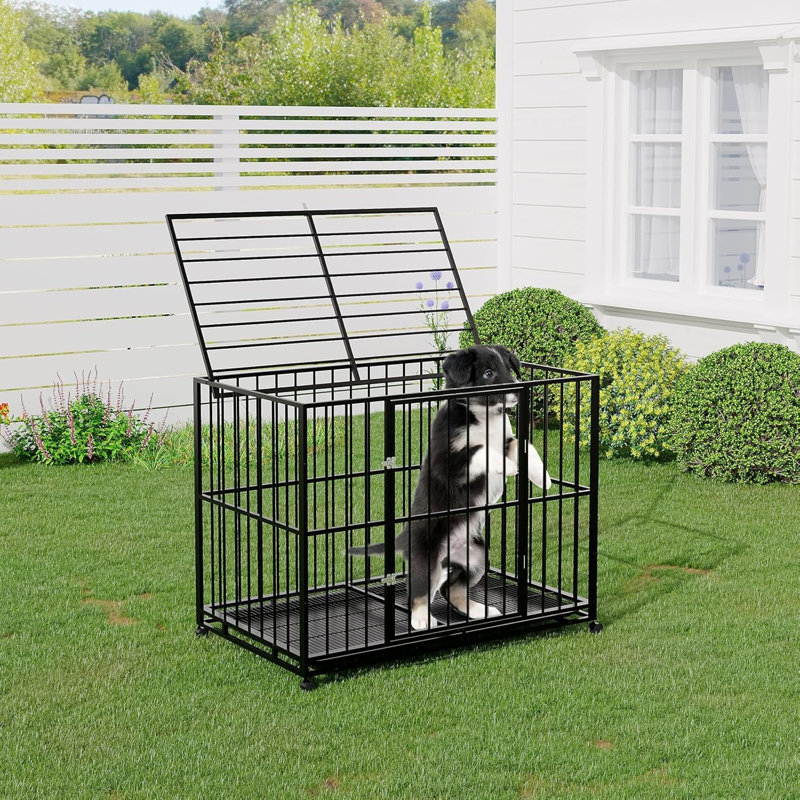Dog House