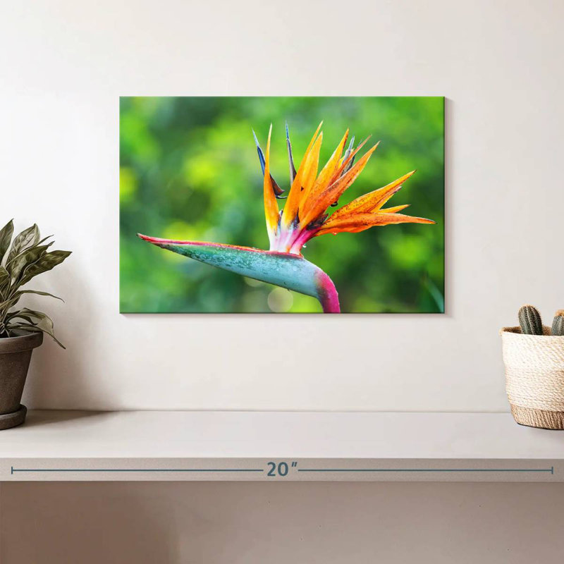 Fleur de l'oiseau du paradis, H 8 po x l 12 po