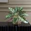 Plante de paon en accent