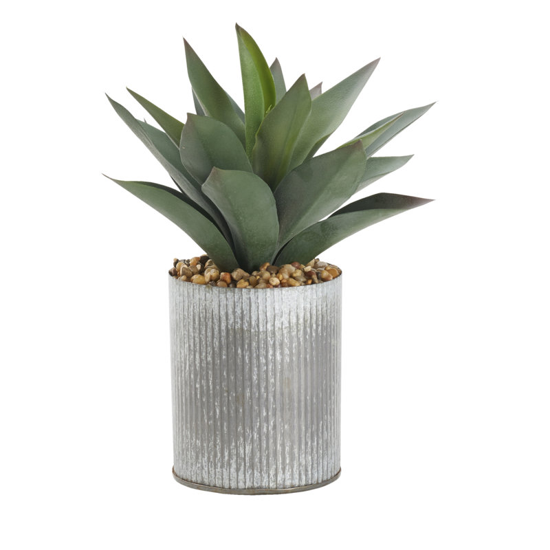 Grande plante d'aloès dans un grand vase rond en zinc