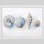 Coastal Seashell Collection Framed Wall Art Prints - Ocean Inspired Decor for Bathroom Living Room-125120461-125120463