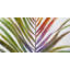 Aquarelle feuille de palmier tropical - Toile encadrée