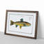 Trout Fish by M.E. Bloch - Picture Frame Painting Print-55615221-55615219