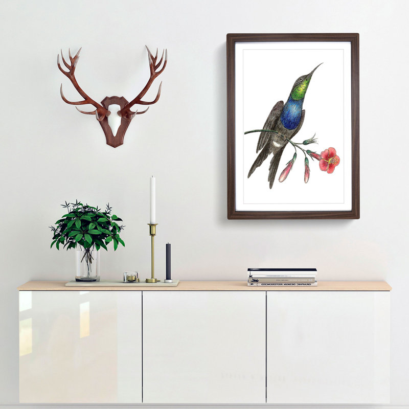 Furcated Hummingbird by George Shaw - Framed Print, 48cm H x 36cm W x 2cm D, Walnut Framed