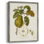 Vintage Pears IV, reproduction encadrée - bois massif-1227094468