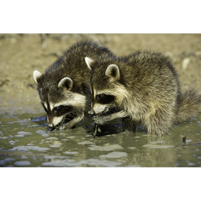 Young Raccoons by ClintFaile - Wrapped Canvas Print, 20cm H x 30cm W