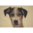 Percival Terrier European Cushion Covers-120132346