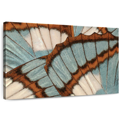 Brampt Blue Brown Butterfly Wings