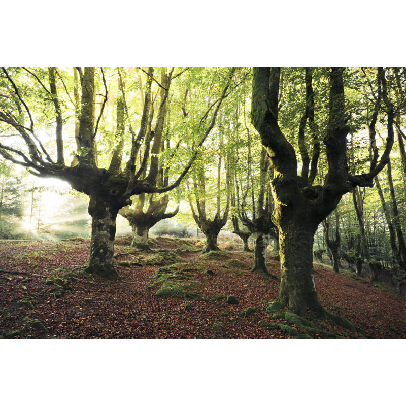 Wrapped Canvas Print, 81.28cm H x 121.92cm W