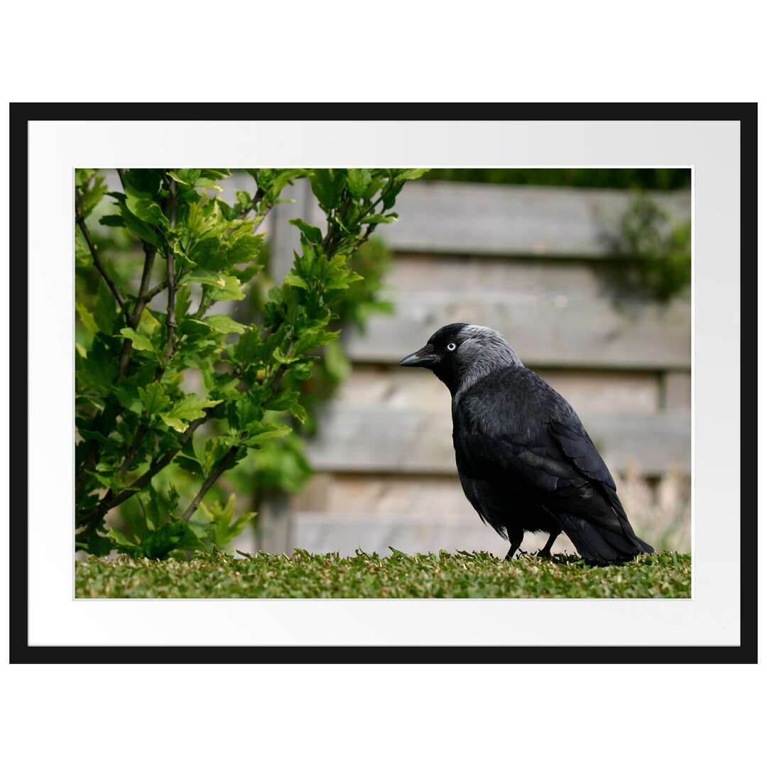 Gerahmtes Poster Vogel auf Gartenwiese