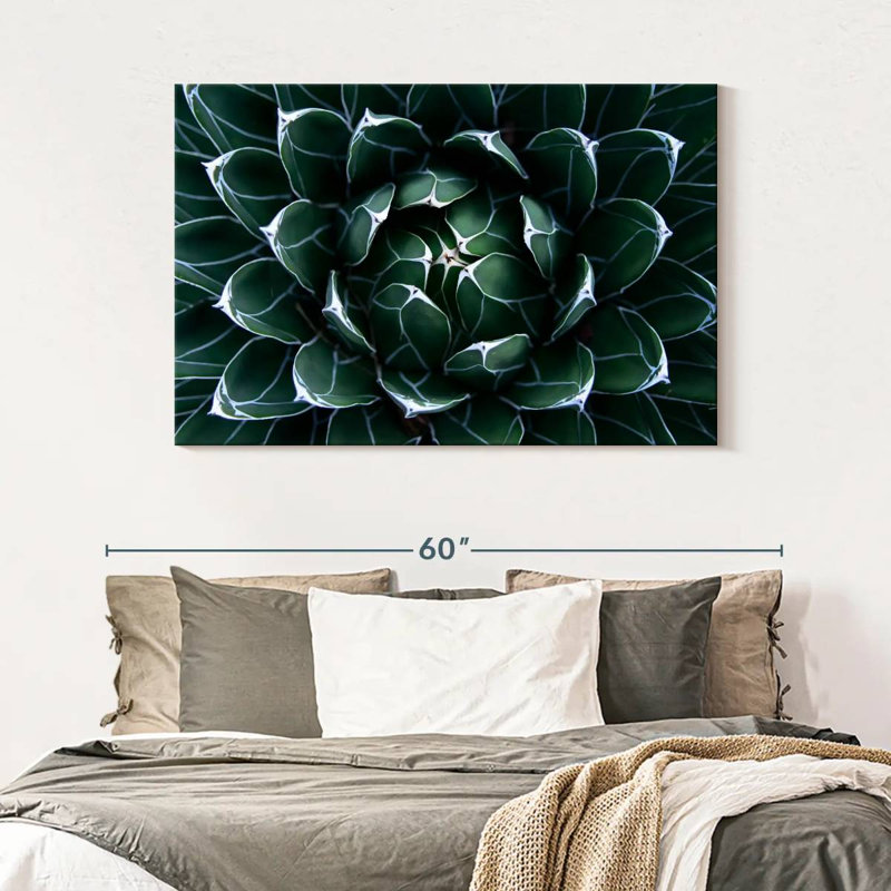 Harnek Queen Victoria Agave, 32" H x 48" W