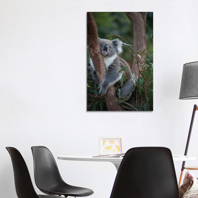 A Federally Threatened Koala At A Healesville Sanctuary In Victoria by Joel Sartore - Gallery-Wrapped Canvas Giclée on Canvas
