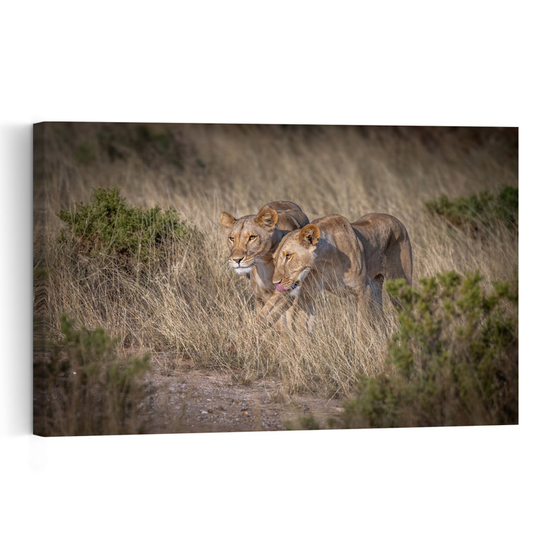 Golden Hour Lionesses Contemporary Cat Lion Nature Wildlife Wall Art Print, 30.48cm H x 45.72cm W